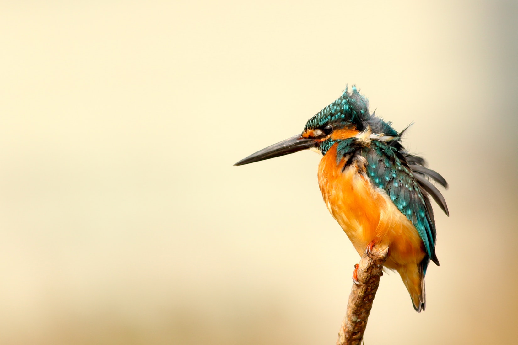 bird 1