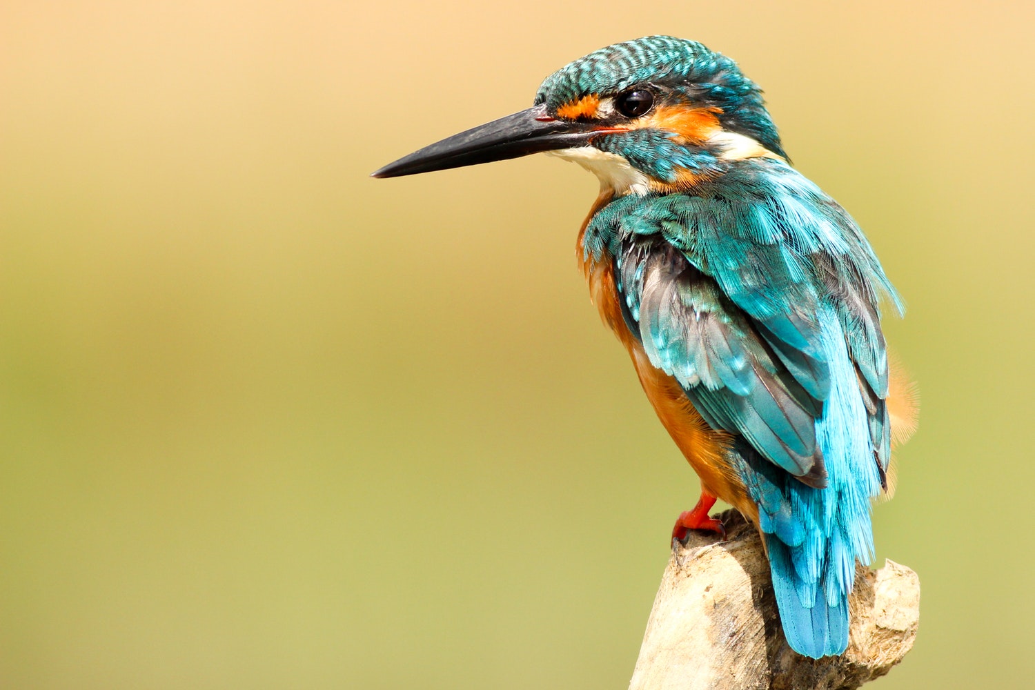bird 2