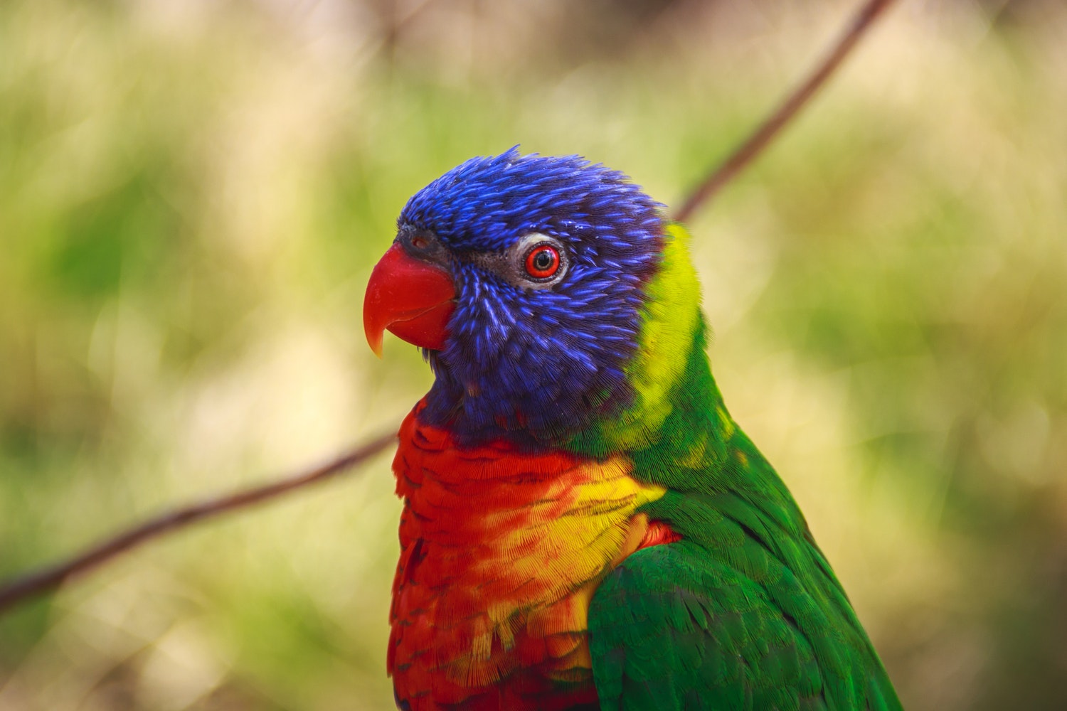 bird 3