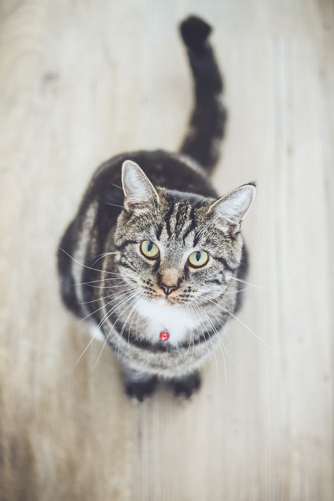cat 1
