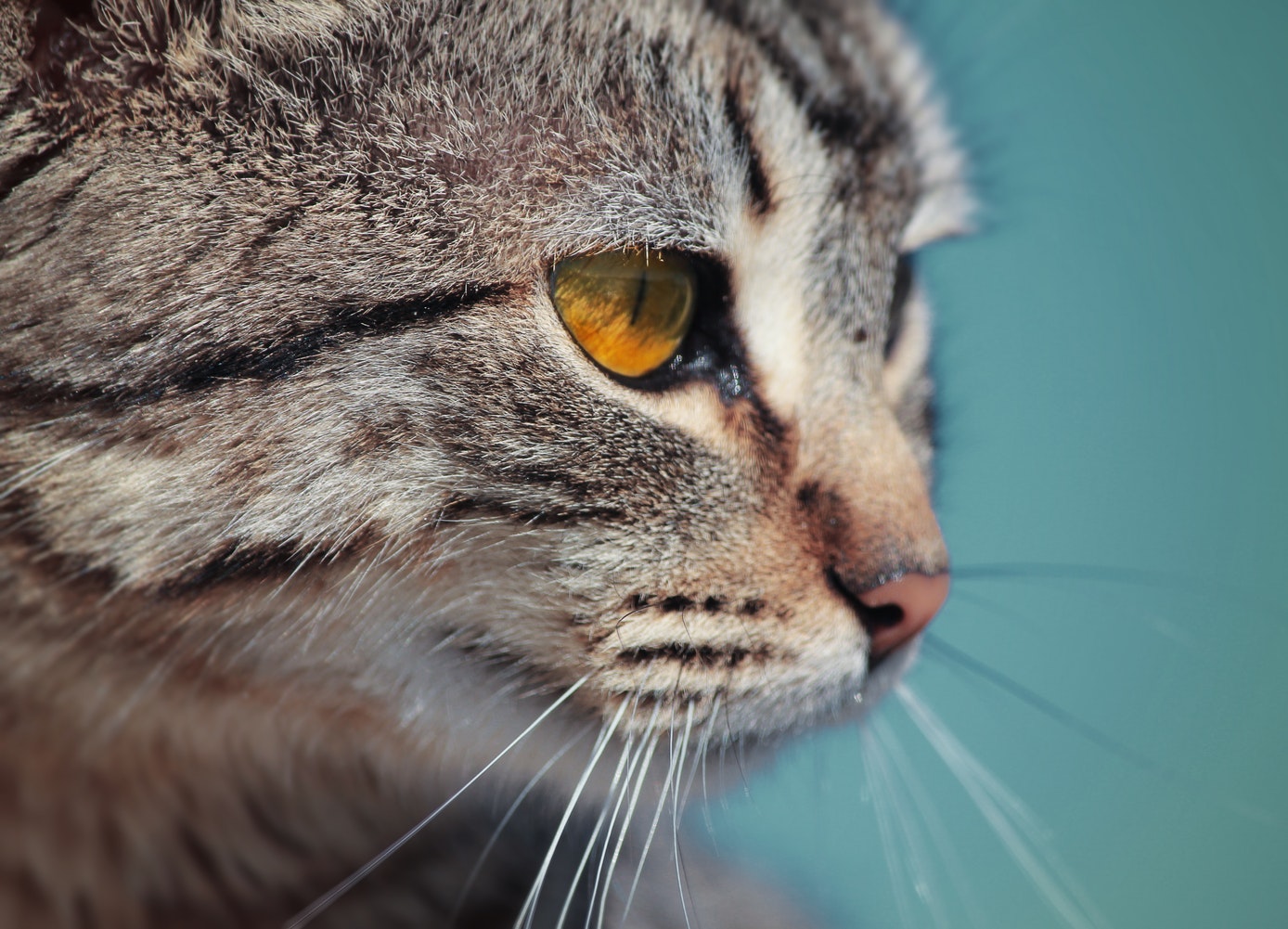 cat 2