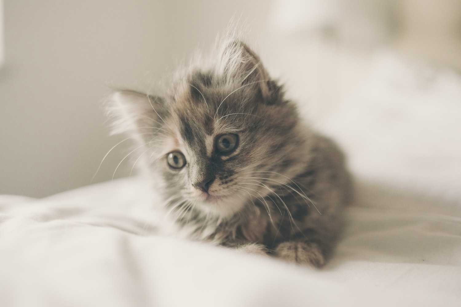 cat 3