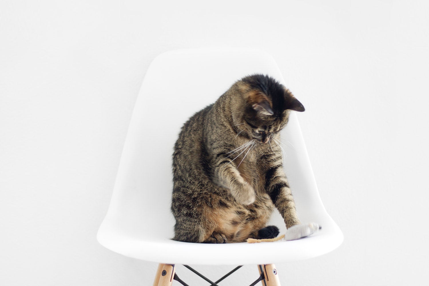 cat 4