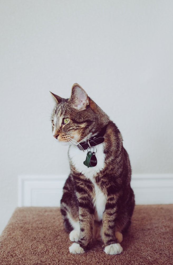 cat 5