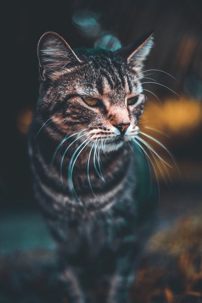 cat 6