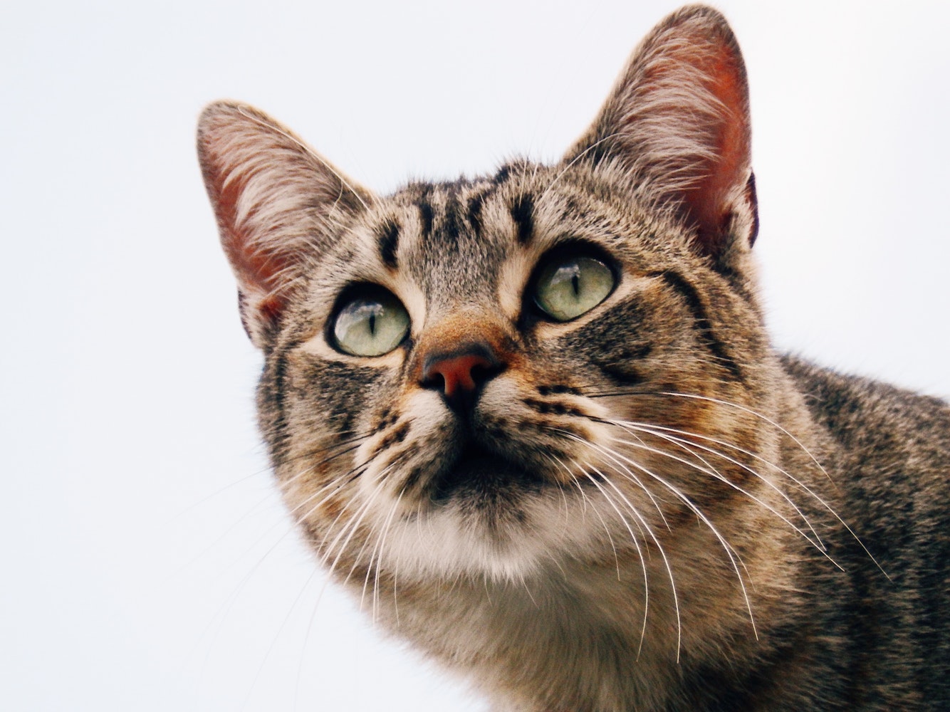 cat 7